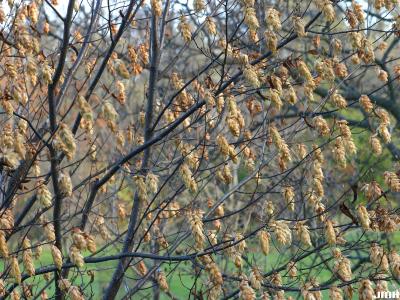 Carpinus cordata Blume (heart-leaved hornbeam), branches with fruit