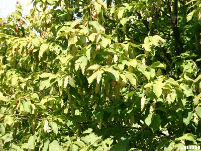 Carpinus cordata Blume (heart-leaved hornbeam), branches