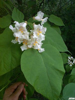 Catalpa speciosa Warder (northern catalpa), close-up of flowers and leaves