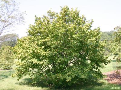 Carpinus cordata Blume (heart-leaved hornbeam), growth habit, tree form