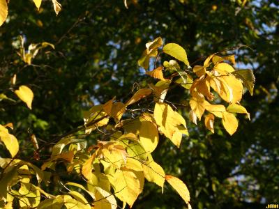 Ostrya virginiana (Mill.) K. Koch (ironwood), branch, fall color