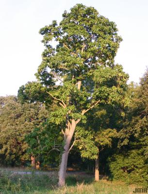 Catalpa speciosa Warder (northern catalpa),  growth habit, tree form