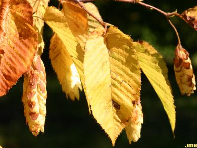 Carpinus cordata Blume (heart-leaved hornbeam), fruit and leaves, fall color
