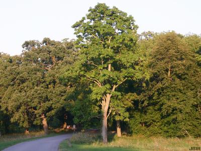 Catalpa speciosa Warder (northern catalpa), growth habit, tree form