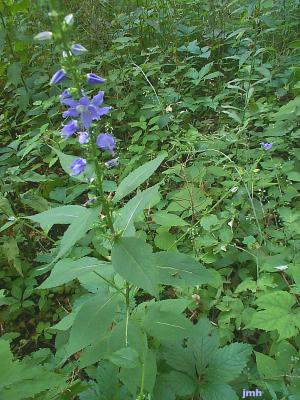 Campanula americana L. (Tall bellflower), woodland wildflowers on tall leafy stems
