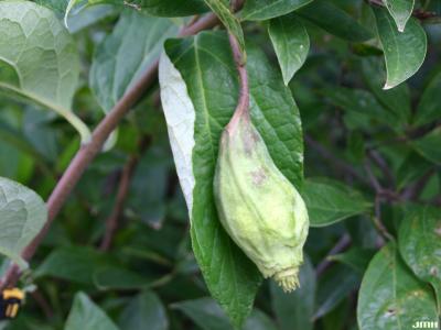Calycanthus floridus L. (Carolina-allspice), fruit, seed receptacle
