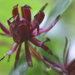 Calycanthus floridus L. (Carolina-allspice), flower