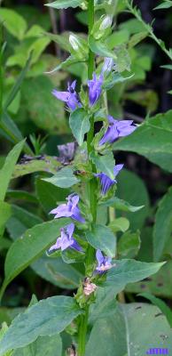 Lobelia siphilitica L. (great blue lobelia), flowers along upright stem, leaves