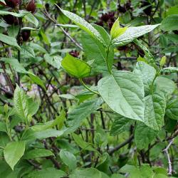 Calycanthus floridus L. (Carolina-allspice), branches with leaves