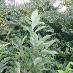 Calycanthus floridus L. (Carolina-allspice), leaves
