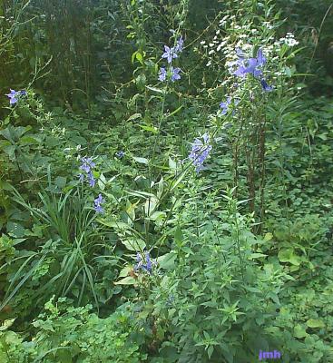 Campanula americana L. (Tall bellflower), woodland wildflower
