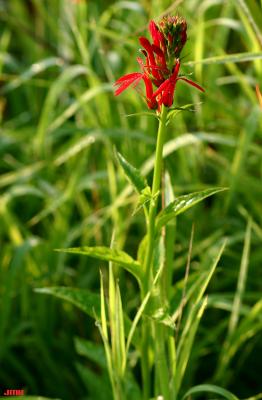 Lobelia cardinalis L. (cardinal flower), flowers
