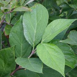 Calycanthus floridus L. (Carolina-allspice), leaves

