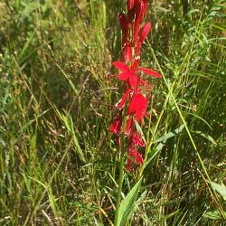 Lobelia cardinalis L. (cardinal flower), flowers and buds on upright stem
