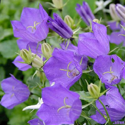 Campanula carpatica ‘Blaue Clips’ (Blue Clips Carpathian bellflower), flowers