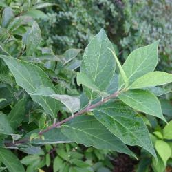 Calycanthus floridus L. (Carolina-allspice), leaves on stems
