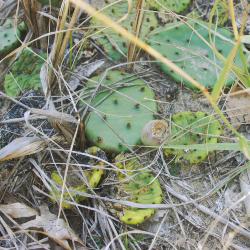Opuntia humifusa Raf. (Raf) (eastern prickly-pear), paddle leaves showing glochids, fruit (berry)