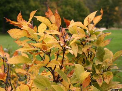 Calycanthus floridus L. (Carolina-allspice), branches, leaves
 