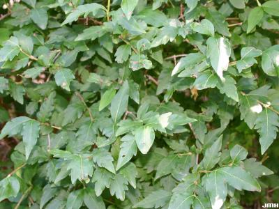 Abelia biflora Turcz. (twinflower abelia), leaves and branches