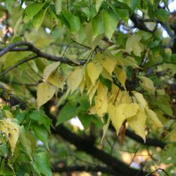 Celtis occidentalis ‘Windy City’ (Windy City hackberry), leaves, fall color
