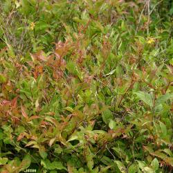 Diervilla lonicera Mill. (bush-honeysuckle), shrub form, growth habit