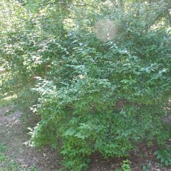 Abelia biflora Turcz. (twinflower abelia), shrub form, growth habit