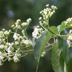 Heptacodium miconioides Rehd. (seven-son flower), inflorescence