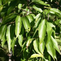 Celtis laevigata Willd. (sugarberry), leaves