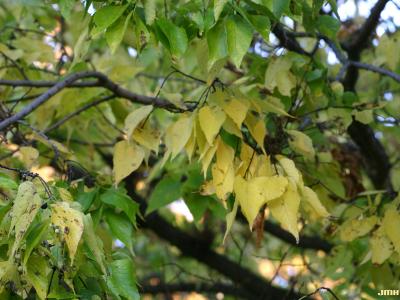 Celtis occidentalis ‘Windy City’ (Windy City hackberry), leaves, fall color
