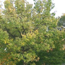 Celtis occidentalis ‘Windy City’ (Windy City hackberry), tree form