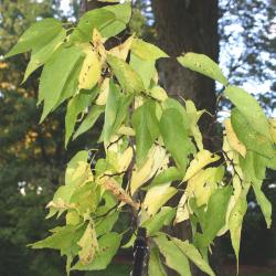 Celtis occidentalis L. (hackberry), leaves