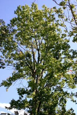 Celtis occidentalis L. (hackberry), tree form