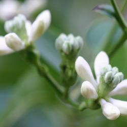 Heptacodium miconioides Rehd. (seven-son flower), close-up of flowers
