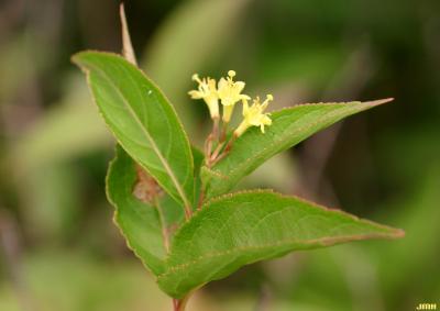 Diervilla lonicera Mill. (bush-honeysuckle), flowers and leaves