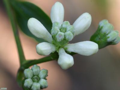 Heptacodium miconioides Rehd. (seven-son flower), close-up of flower