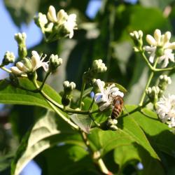 Heptacodium miconioides Rehd. (seven-son flower), close-up of flowers with pollinator