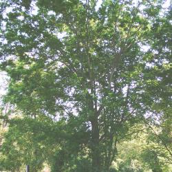 Celtis laevigata Willd. (sugarberry), tree form