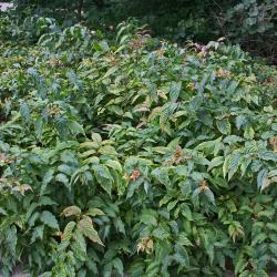 Diervilla lonicera Mill. (bush-honeysuckle), shrub form, growth habit