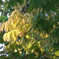 Celtis occidentalis ‘Windy City’ (Windy City hackberry), leaves, fall color
