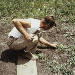 Ray Schulenberg planting plugs in the prairie