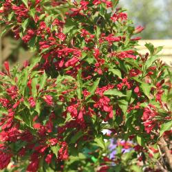 Weigela ‘Red Prince’ (Red Prince weigela), branches with flowers, leaves