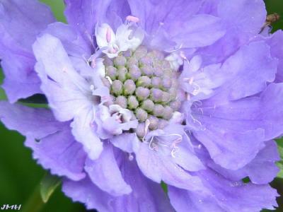 Scabiosa caucasica ‘Fama’ (fama caucasus scabiosa), macro close-up of flower