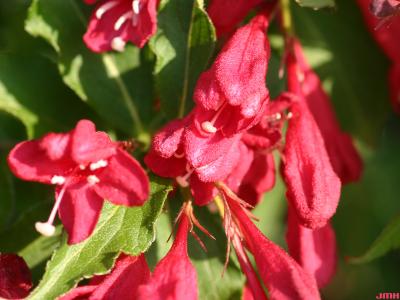 Weigela ‘Red Prince’ (Red Prince weigela), flowers
