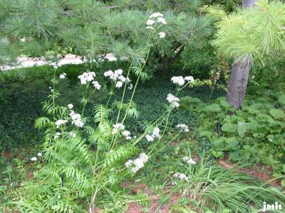 Valeriana officinalis L. (garden heliotrope), growth habit, inflorescence, leaves