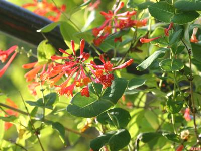 Lonicera sempervirens L. (trumpet honeysuckle), vine-like habit, flowers and leaves
