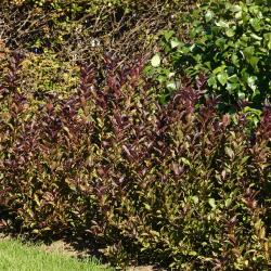 Weigela florida ‘Alexandra’ (WINE &amp; ROSES® old-fashioned weigela), growth habit, shrub form