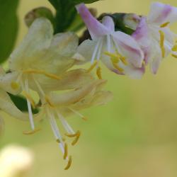 Lonicera fragrantissima Lindl. &amp; Paxt. (winter honeysuckle), close-up of flower