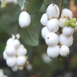Symphoricarpos albus (L.) Blake (snowberry), fruit