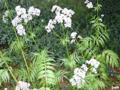 Valeriana officinalis L. (garden heliotrope), growth habit, inflorescence, leaves