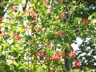 Lonicera sempervirens L. (trumpet honeysuckle), vine-like habit. flowers and leaves